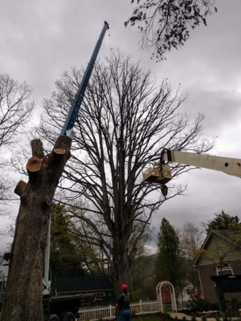 Crane Services - French Broad tree Service